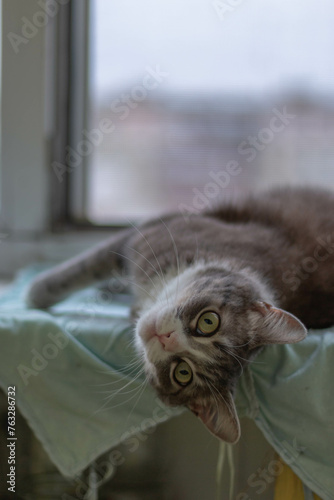 domestic gray and white cat rests on the windowsill