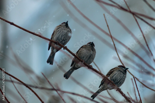 sparrows on thin tree branches