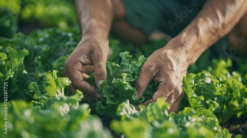 Close-up of hands of young Asian farmer tenderly tending green oak lettuce leaves