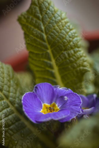 flowering of room primrose