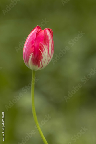 red tulip in a green garden
