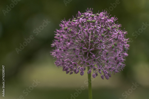 large purple flower in the garden, allium giganteum