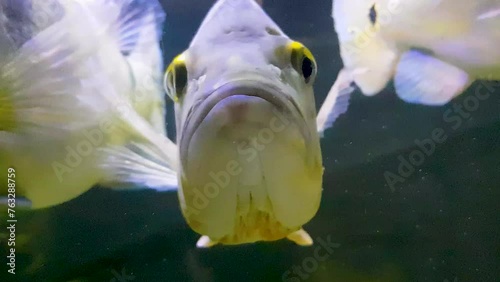 Beautiful Orinoco Peacock bass or Cichla Ocellaris, butterfly peacock bass is a very large species of cichlid from South America