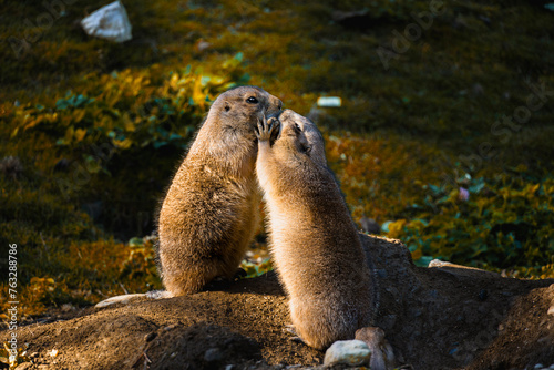 Two Prairie Dogs cuddling and kissing each other. Wildlife Concept. Cynomys ludovicianus photo