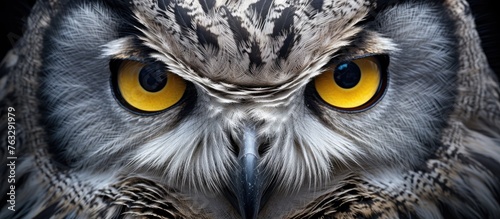 A closeup of a screech owls face with yellow eyes, beak, feather, and iris. This terrestrial animal belongs to the Accipitridae family within the Falconiformes organism group