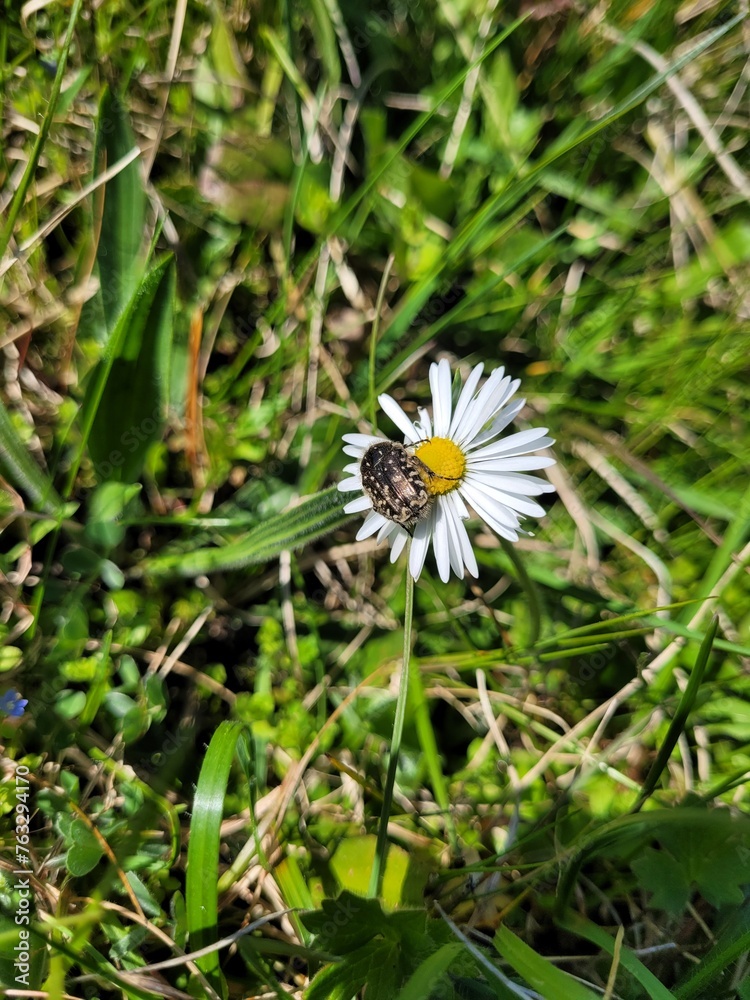 Insecte sur pâquerette Insecte sur pâquerette