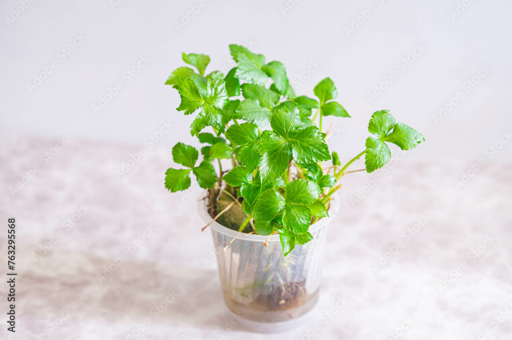 再生栽培の三つ葉 再生栽培の三つ葉