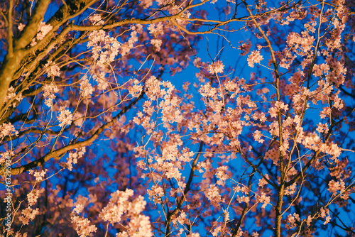 夜に咲く美しい桜の花