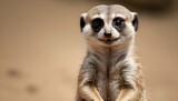 A Meerkat With A Playful Expression Upscaled 9