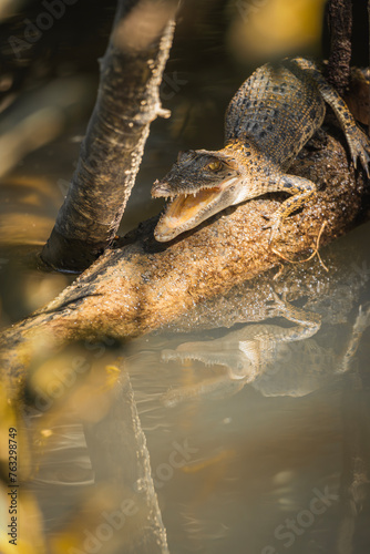 Close-up of a baby Australian saltwater crocodile opening its mouth in the river. Vertical © Uri Prat