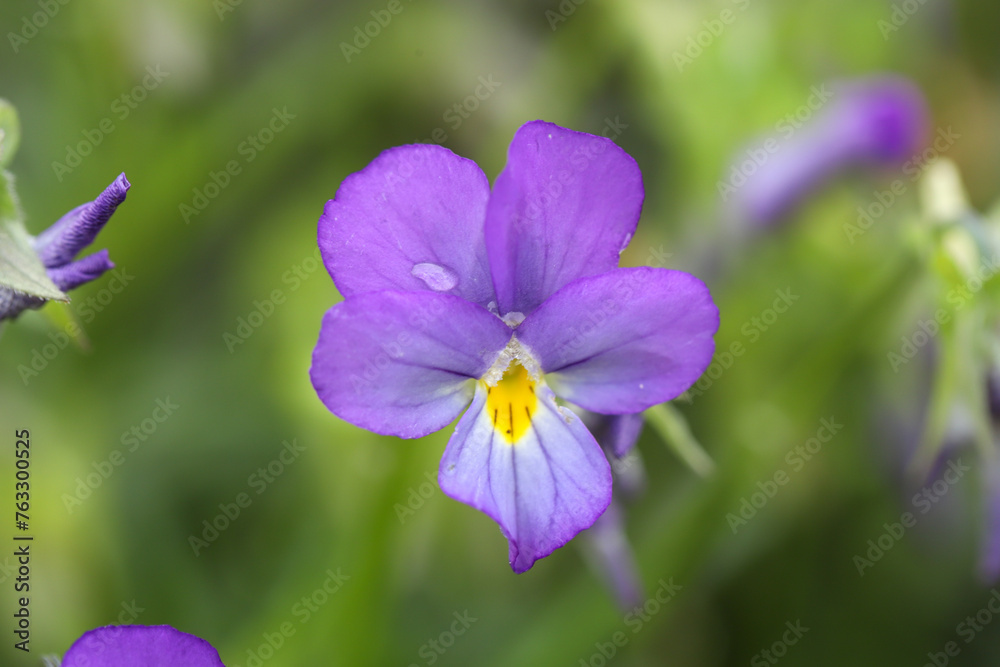close up of flower close up of flower
