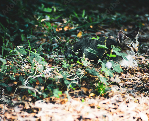 Canvas Print cat Like some other domesticated animals (like horses), cats can still live well in the wild as feral cats