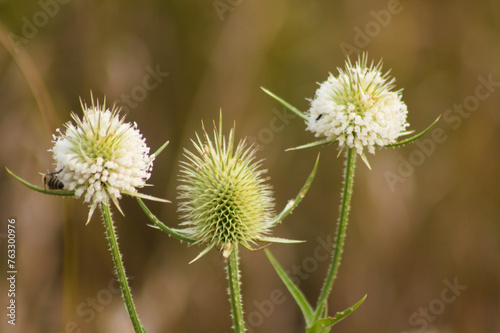 Closeup of three green white cutleaf teasel seeds with blurred background