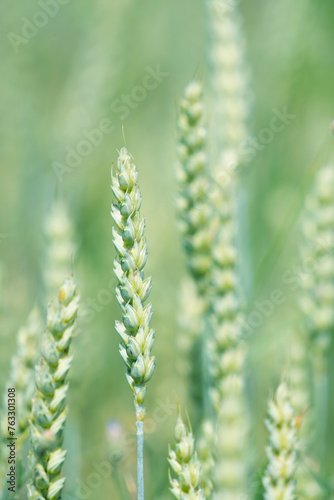 Wheat ears, field of wheat background. Agriculture, sowing time, harvesting period. Copy space