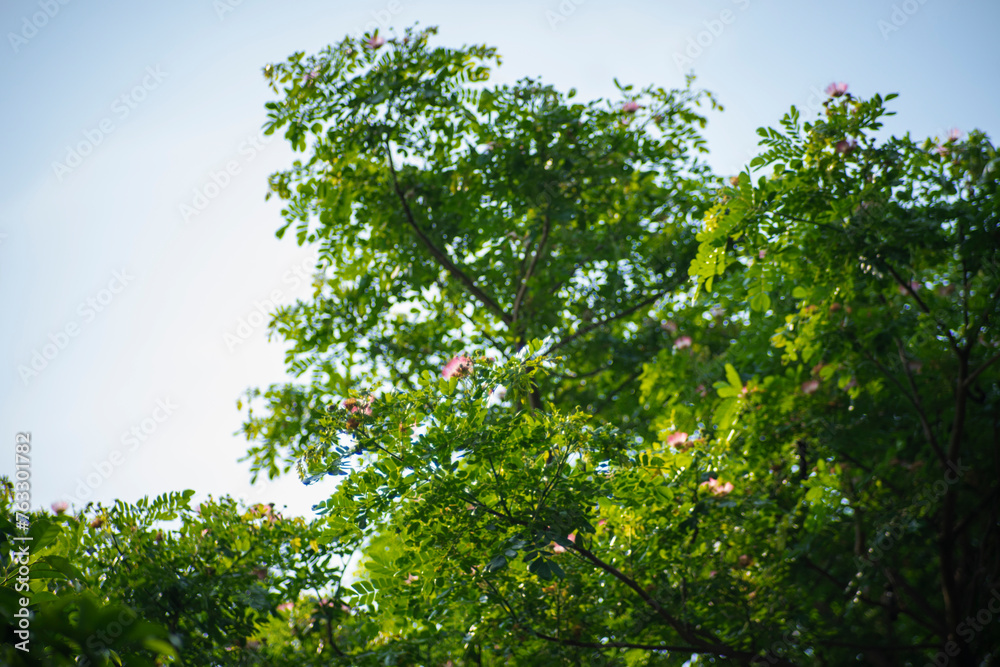 Samanea Extremely large tree, 15-25 m tall,Samanea under suitable conditions can be up to 50 m tall, Samanea with large buttress at the base. Samanea Extremely large tree, 15-25 m tall,Samanea under suitable conditions can be up to 50 m tall, Samanea with large buttress at the base.