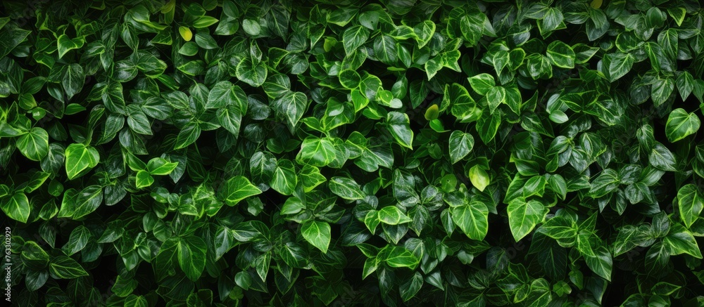 A closeup of a lush green hedge, covered with an abundance of leaves. This terrestrial plant serves as a natural groundcover, providing a beautiful backdrop for events like weddings or funerals A closeup of a lush green hedge, covered with an abundance of leaves. This terrestrial plant serves as a natural groundcover, providing a beautiful backdrop for events like weddings or funerals