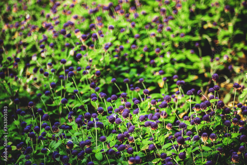  Gomphrena globosa Within the flowerheads, the true Gomphrena globosa are small and inconspicuous.Gomphrena globosa is native to Central America including regions Panama, and Guatemala,