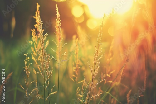 Weed grass stem sunlight wild wheat herb bokeh springtime.