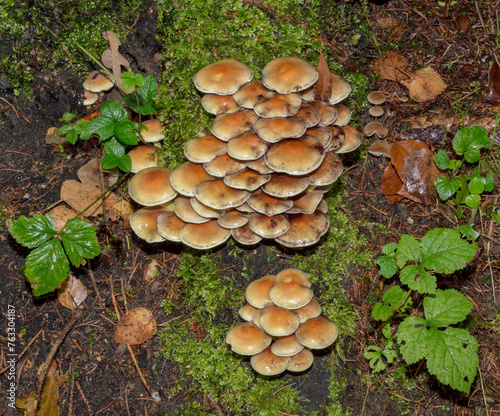 common rustgill resp.Gymnopilus penetrans,lower Rhine region,Germany photo
