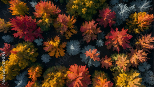Photo real with nature theme for Crimson Woods concept as Autumnal forests with a burst of red and orange foliage from above   Full depth of field  clean light  high quality  include copy space  No no