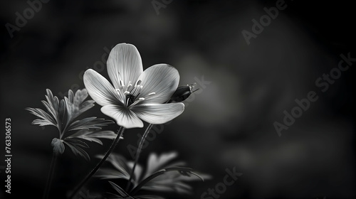 A delicate monochrome flower bathed in soft, diffused light, standing out against a dark background