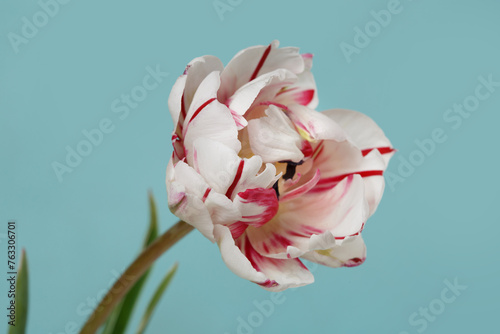 Red-white tulip flower isolated on sky blue background.