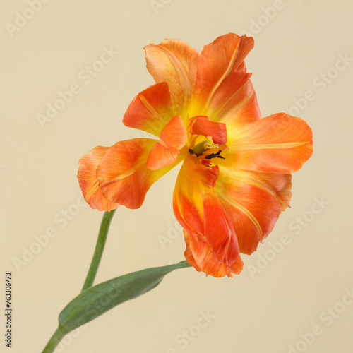 Bright yellow-orange tulip flower  isolated on beige background.