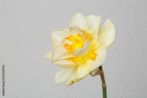 Delicate ivory narcissus flower isolated on gray background.