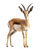 Sand Gazelle in natural pose isolated on white background, photo realistic
