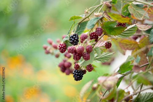 Cluster of Boysenberries dangle from a plant bramble