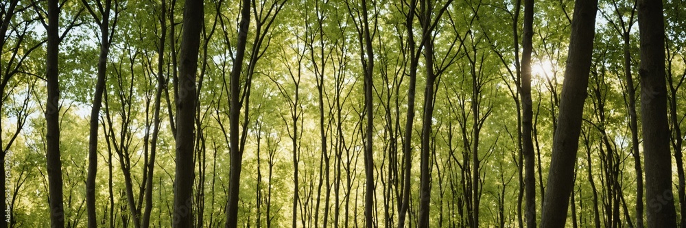 Amidst Italian Treetops: Finding Serenity Amidst Italian Treetops: Finding Serenity