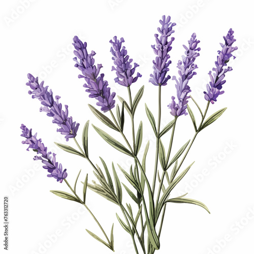 Pressed Lavender Clipart clipart isolated on white background