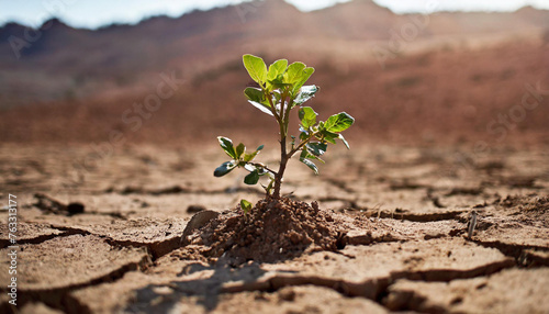 A small plant grows on dry ground in a barren area. Sunny day and blurred mountain background.
