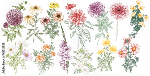 Vector set of 13 autumn flowers. Dahlia, cosmos, zinnia, marigold, calendula, rudbeckia, gladiolus, datura, eryngium, allium, chrysanthemum