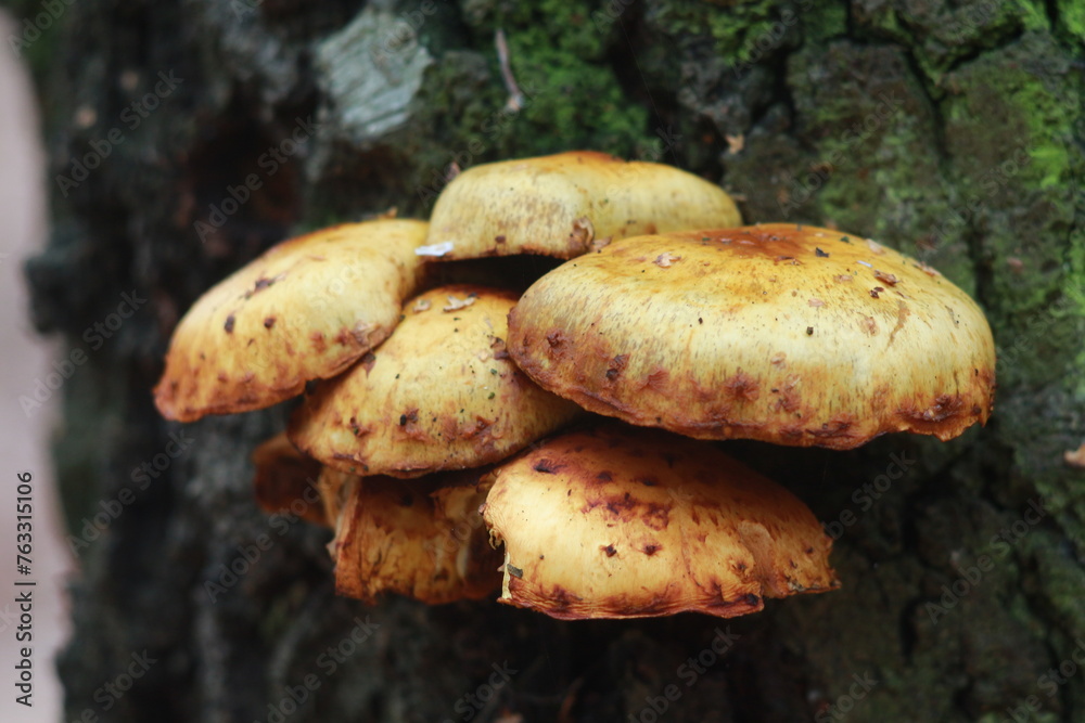 mushrooms in the forest