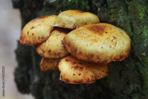 mushrooms in the forest