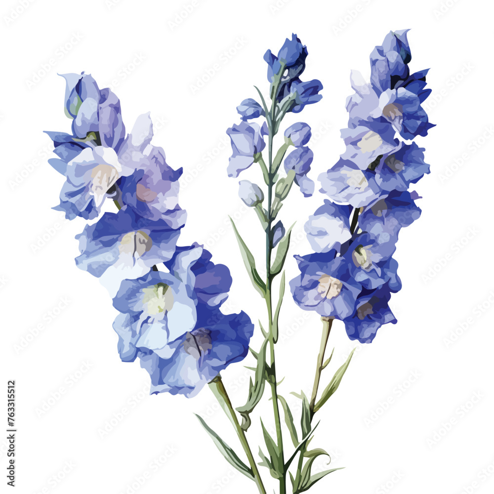 Rocket Larkspur clipart isolated on white background