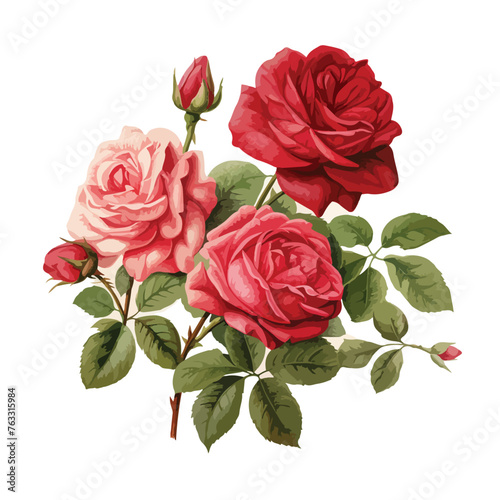 Rosebush of Cumberland clipart isolated on white background