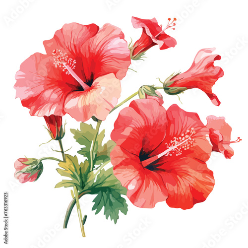 Scarlet Rosemallow clipart isolated on white background photo