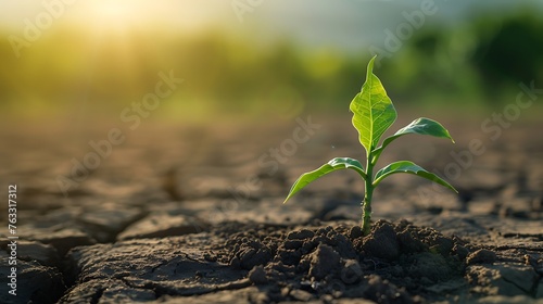 Little plant in dried cracked mud in village