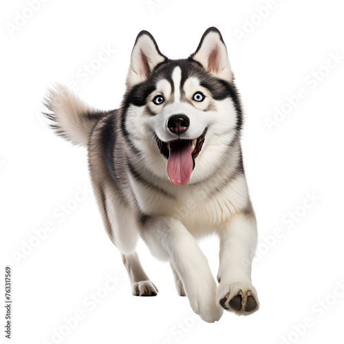 Playful Run of a Happy Siberian Husky Dog  Full Body Image  Isolated on Transparent Background  PNG