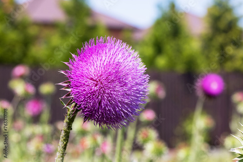 Milk thistle blooms in summer