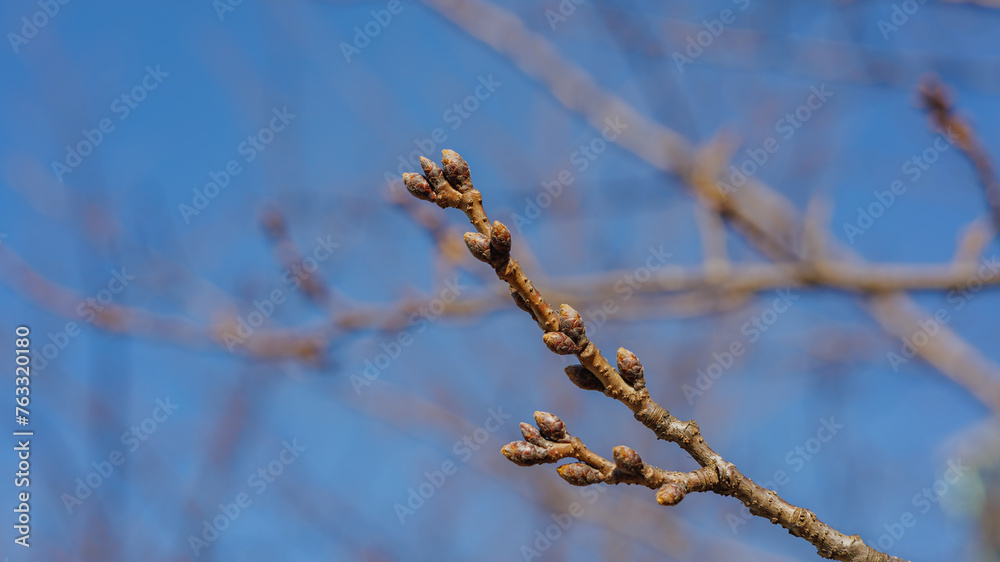 Spring is coming, very early cherry blossom buds Spring is coming, very early cherry blossom buds