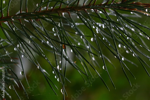 rain drops on a tree