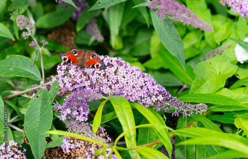 A butterfly perches on a purple flower, acting as a pollinator for the plant