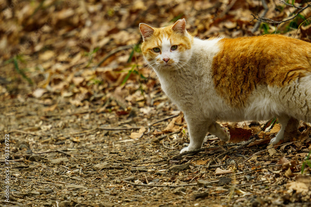 山道を散歩中の野良猫