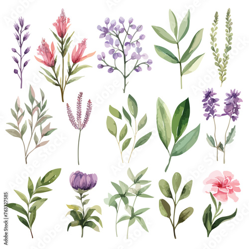 Watercolor Botanical Herb Clipart