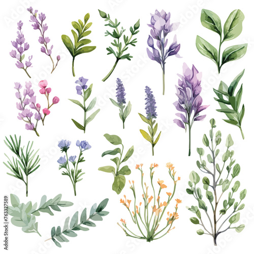 Watercolor Botanical Herb Clipart