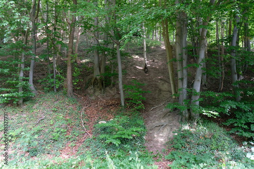 FU 2022-07-29 EckKiel 1224 Im Wald f  hren Wege den Hang hinauf