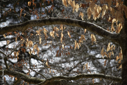 Tree branch and leaves